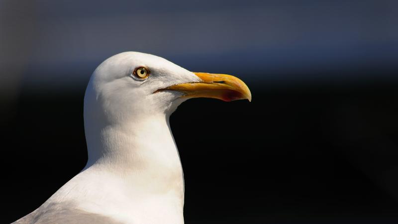 Parue dans : Oiseaux du Québec