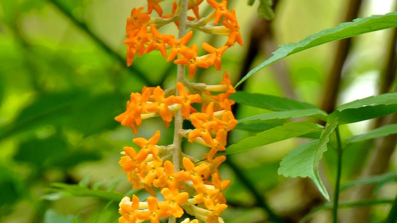 Parue dans : Un jardin fleuri