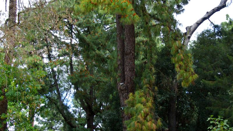Parue dans : Lisbonne : jardins, parcs et églises