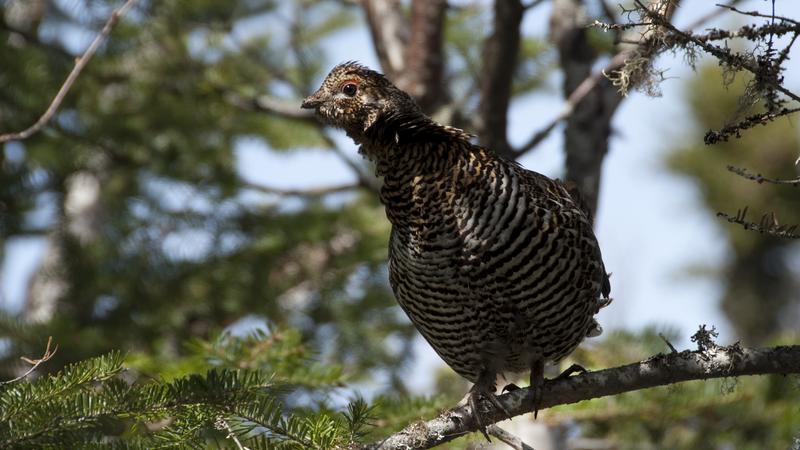 Parue dans : Oiseaux du Québec
