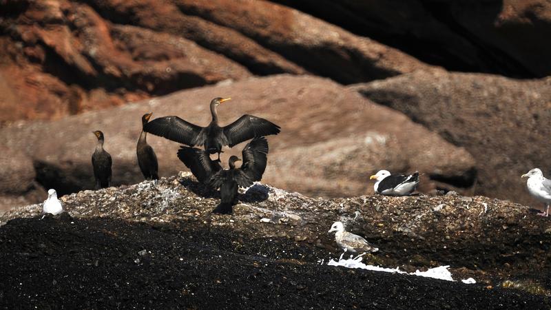 Parue dans : Le tour de l'île Bonaventure