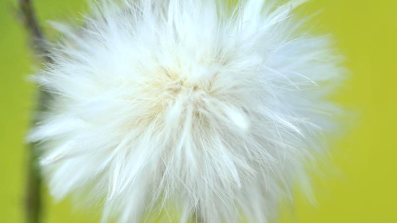 Parue dans : Macrophotographie