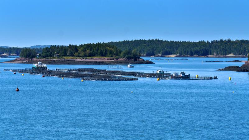 Parue dans : L'île Grand Manan