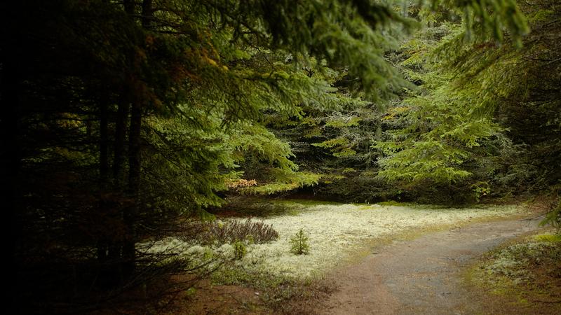 Parue dans : Parc national du Bic