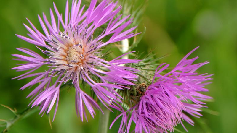 Parue dans : Un jardin fleuri