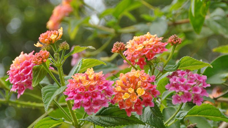 Parue dans : Un jardin fleuri