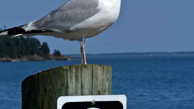 Parue dans : L'île Grand Manan