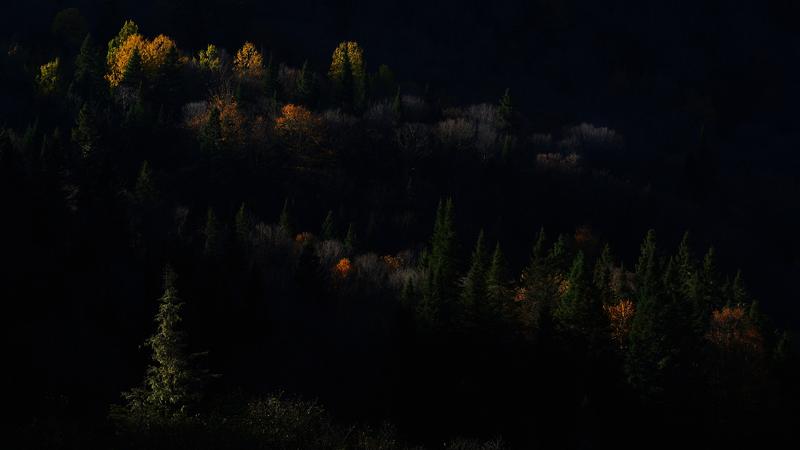 Parue dans : Parc national de la Jacques-Cartier