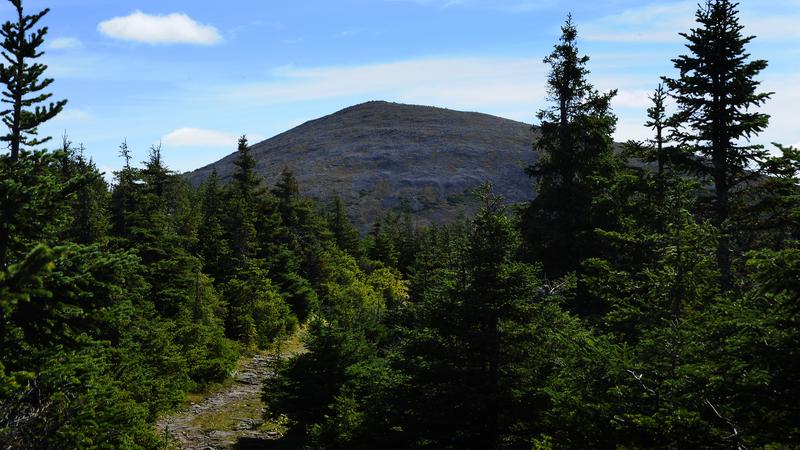 Parue dans : Parc national de la Gaspésie