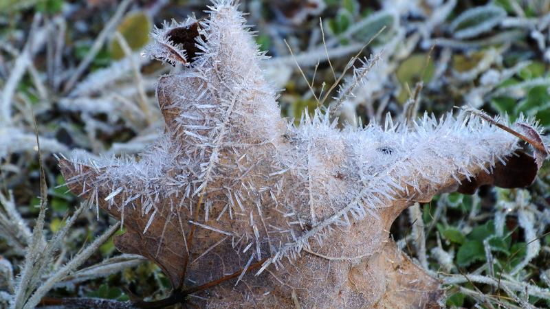 Parue dans : Gel d'automne