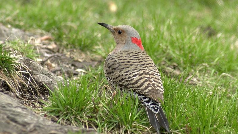Parue dans : Oiseaux du Québec