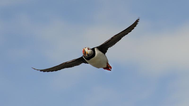 Parue dans : L'Île aux Perroquets