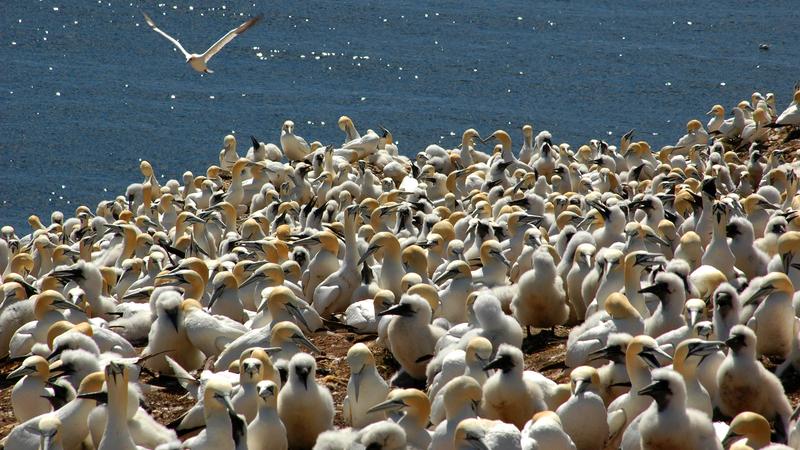 Parue dans : Le tour de l'île Bonaventure
