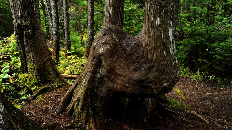Parue dans : Parc national de la Gaspésie