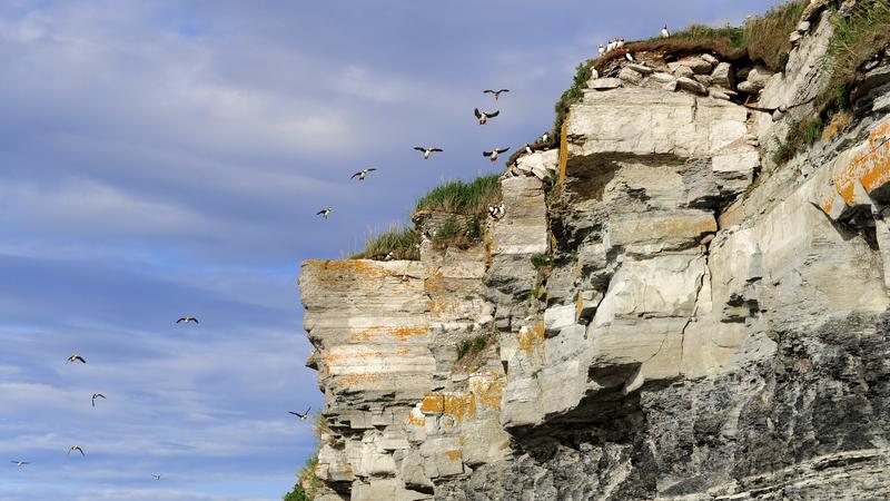 Parue dans : L'Île aux Perroquets