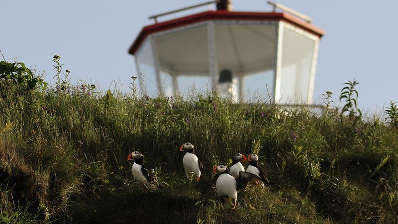 Parue dans : L'Île aux Perroquets