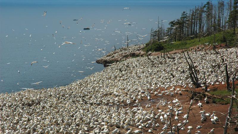 Parue dans : Le tour de l'île Bonaventure