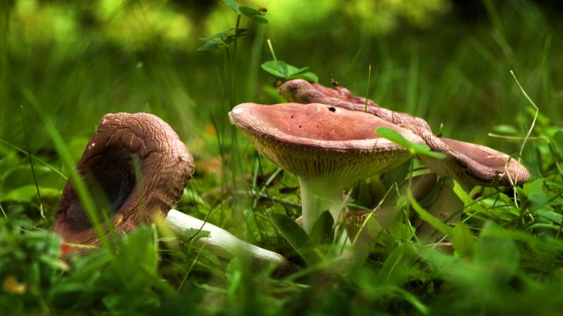 Parue dans : Champignons