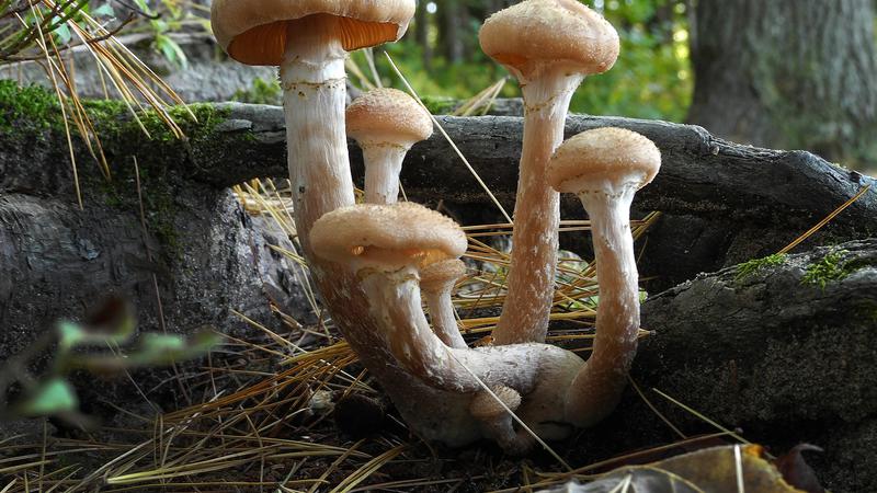 Parue dans : Champignons