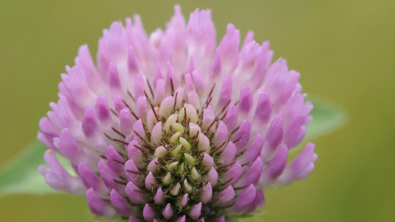 Parue dans : Macrophotographie