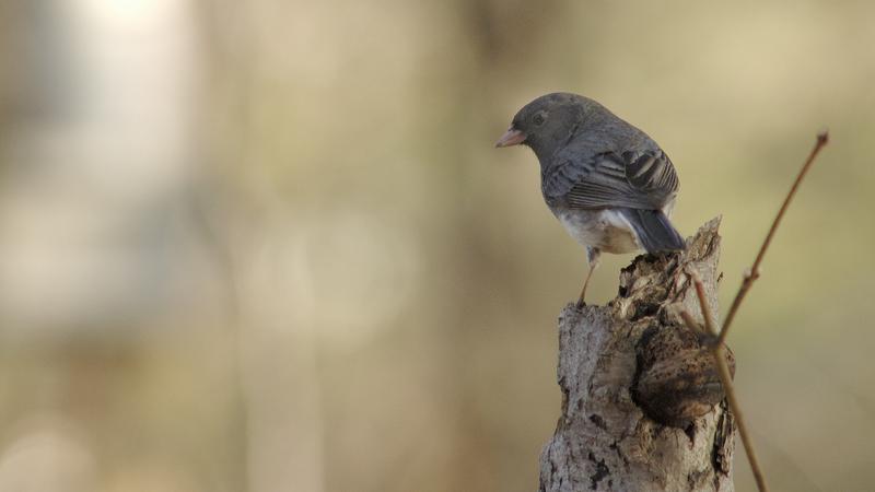 Parue dans : Oiseaux du Québec