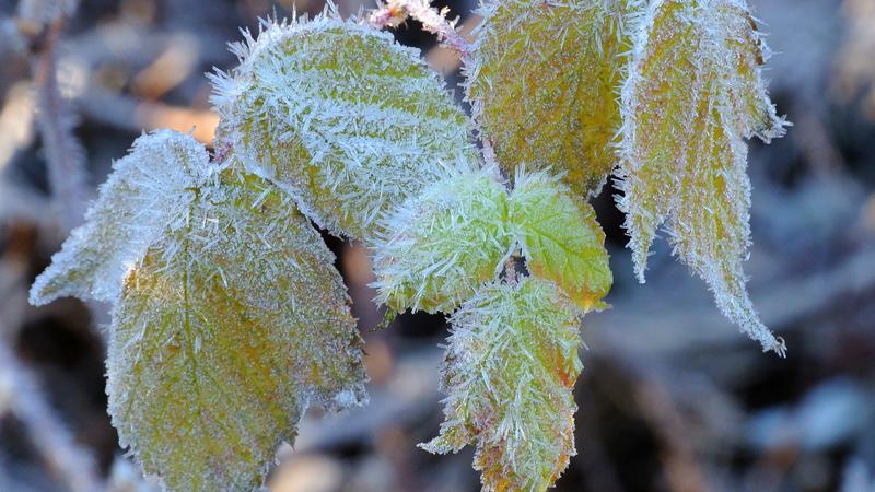 Parue dans : Gel d'automne