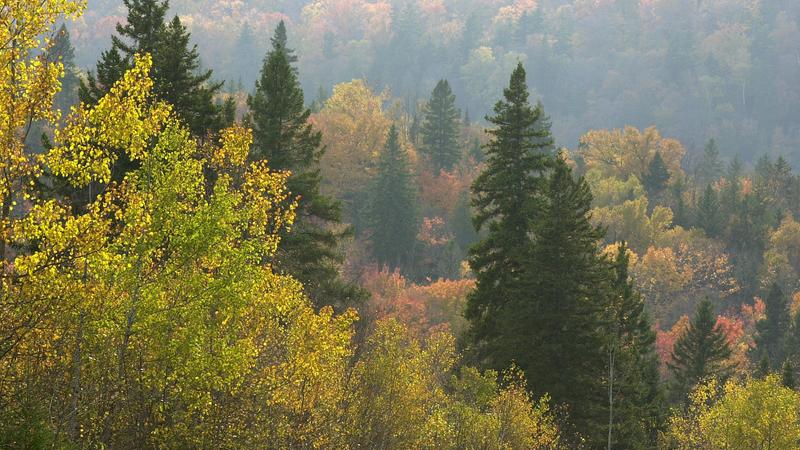 Parue dans : Parc national de la Mauricie