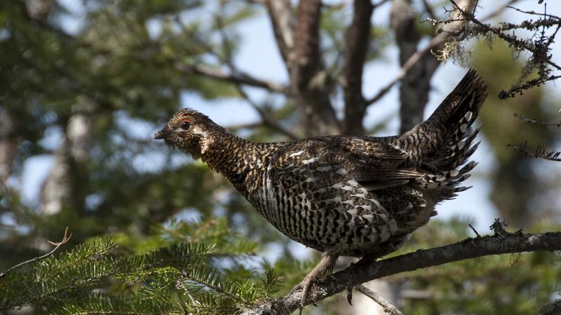 Parue dans : Oiseaux du Québec