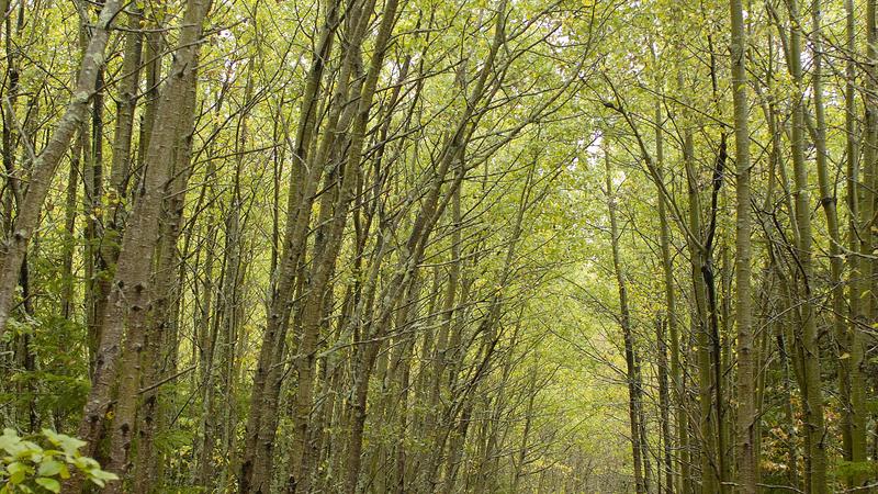 Parue dans : Parc national du Bic