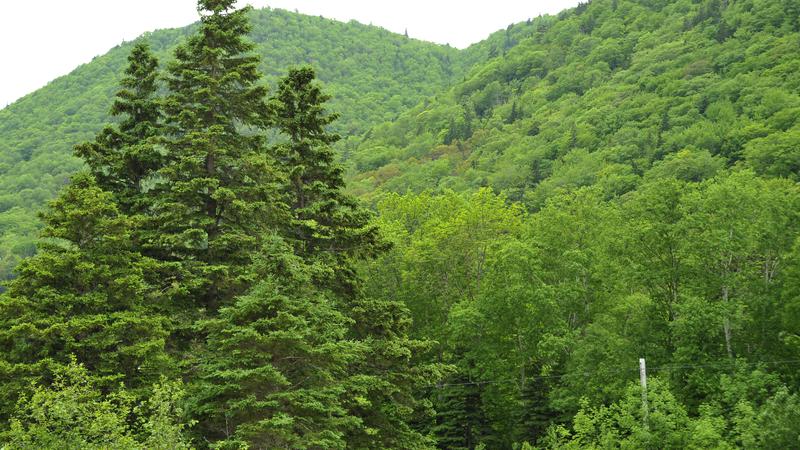 Parue dans : Cabot Trail (Côté Golfe St-Laurent)