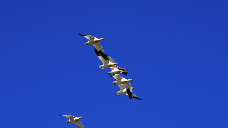 Parue dans : Oiseaux du Québec