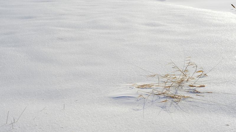 Parue dans : Nature hivernale