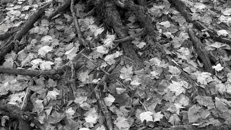 Parue dans : Paysage en noir et blanc