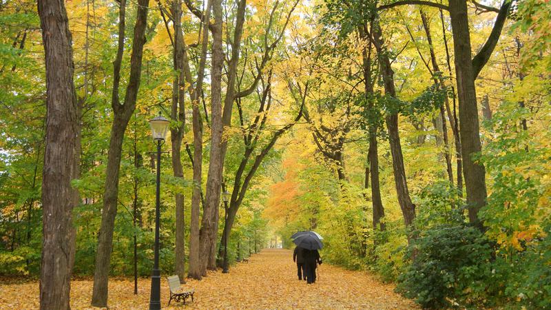 Parue dans : Bois-de-Coulonge