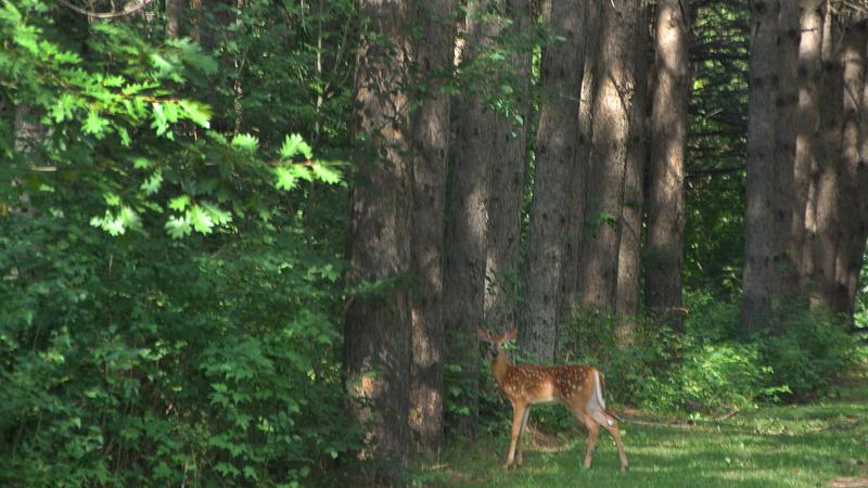 Parue dans : Parc linéaire Le Grand Tronc