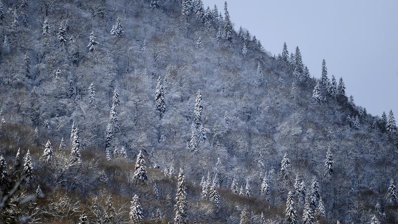 Parue dans : Parc national de la Jacques-Cartier
