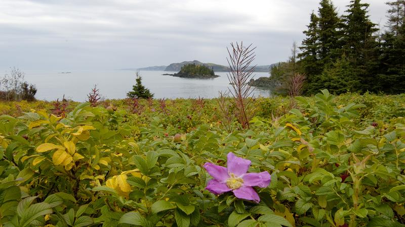 Parue dans : Parc national du Bic