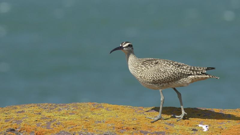 Parue dans : Oiseaux du Québec