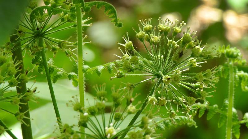 Parue dans : Balades en quatre saisons