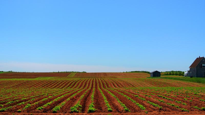 Parue dans : L'Île-du-Prince-Édouard