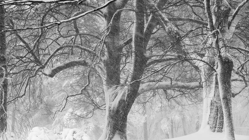 Parue dans : Bois-de-Coulonge