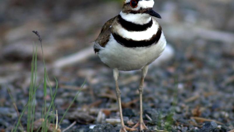 Parue dans : Oiseaux du Québec