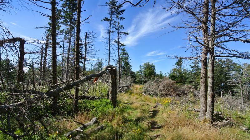 Parue dans : L'île Grand Manan