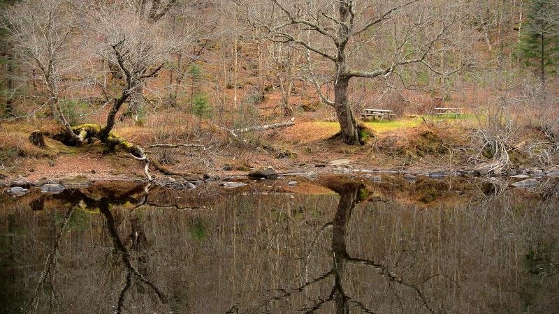Parue dans : Parc national de la Jacques-Cartier