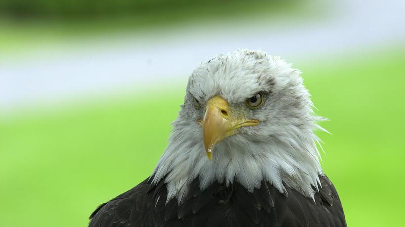 Parue dans : Oiseaux du Québec
