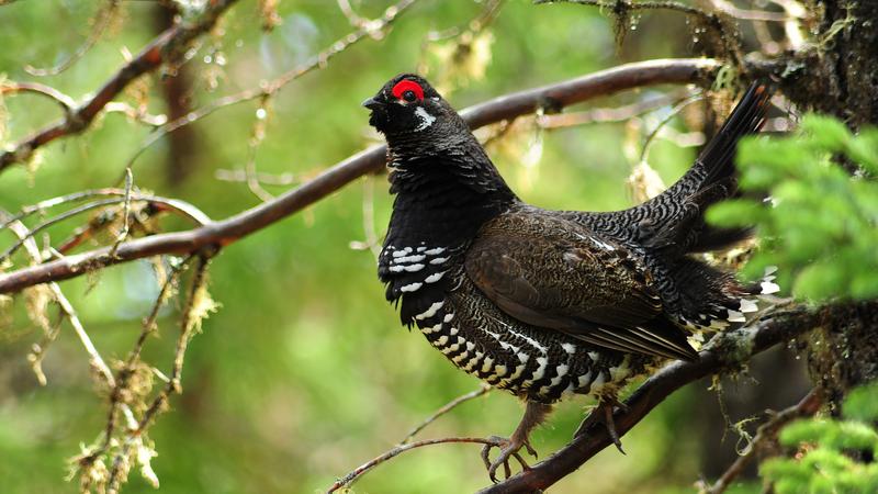 Parue dans : Oiseaux du Québec