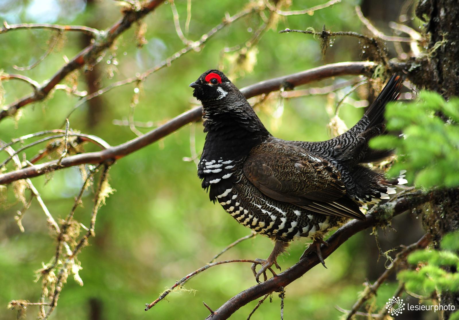Parc National Des Grands-jardins - Secteur Thomas-fortin