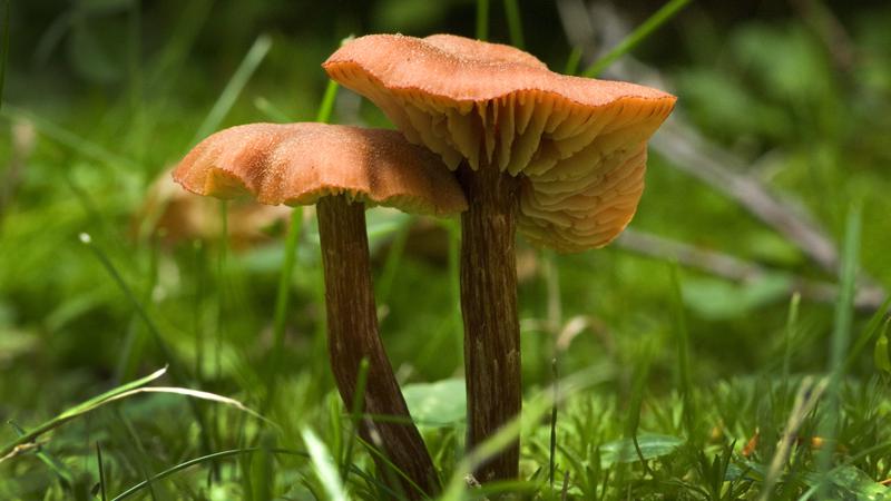 Parue dans : Champignons