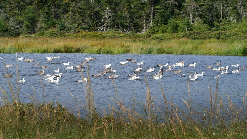 Parue dans : L'île Grand Manan