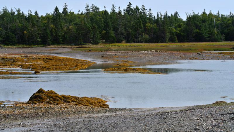 Parue dans : L'île Grand Manan